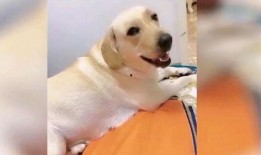 狗狗视频大全搞笑视频